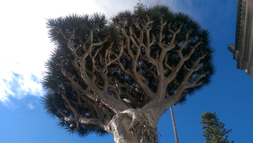 Picture 016-tree-w500